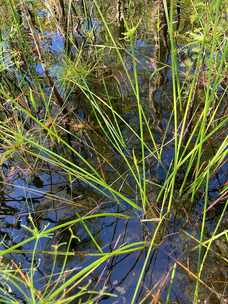 Cyperus prolifer