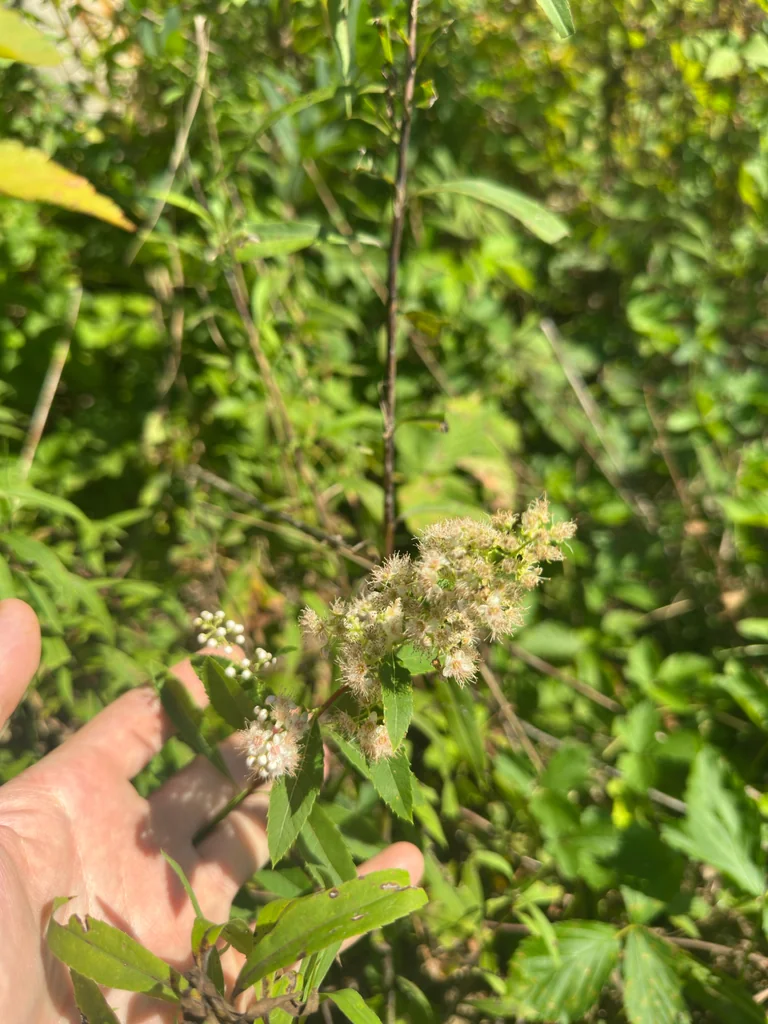Spiraea Alba