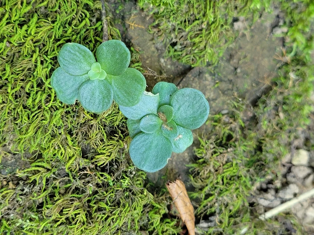 Sedum Ternatum