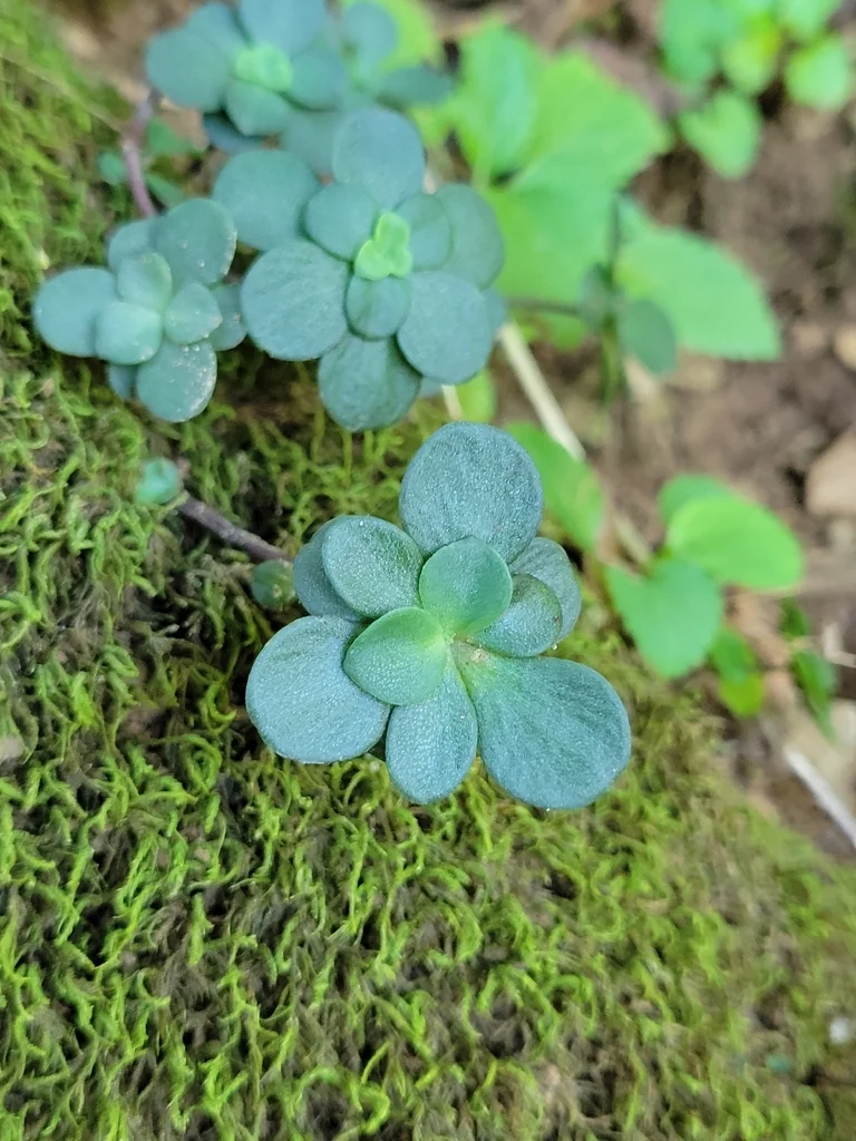 Sedum Ternatum