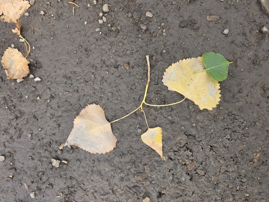 Populus Deltoides