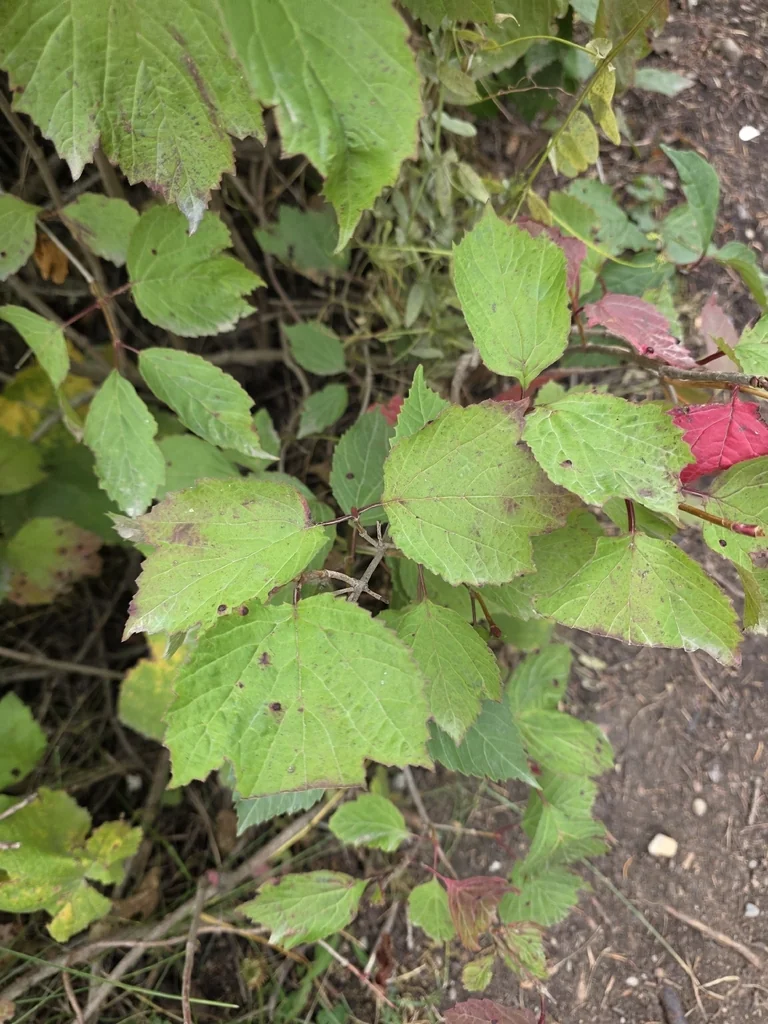 Viburnum Edule