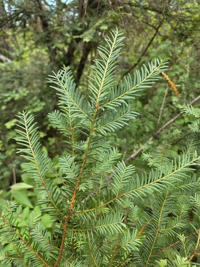 Taxus Brevifolia