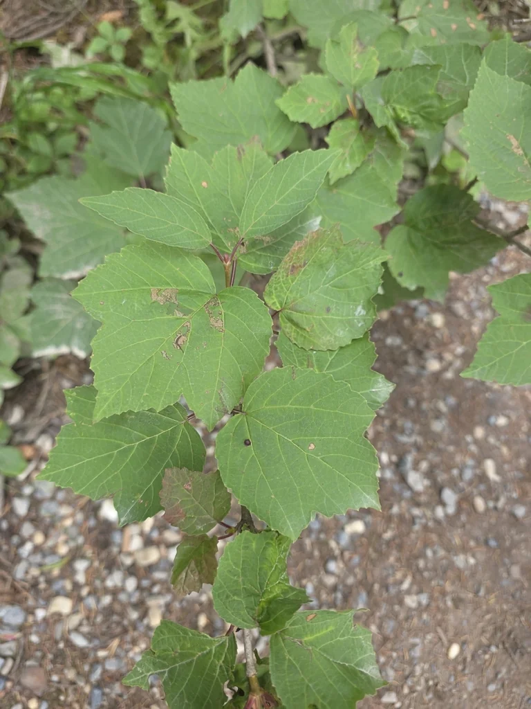 Viburnum Edule