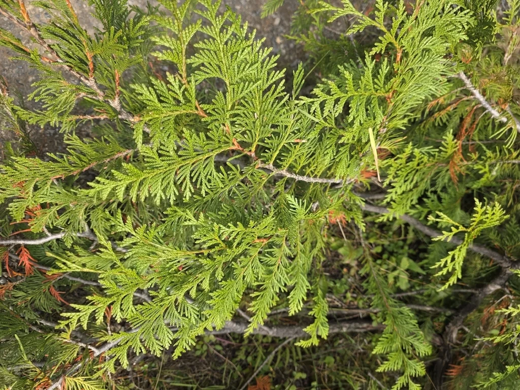 Thuja plicata