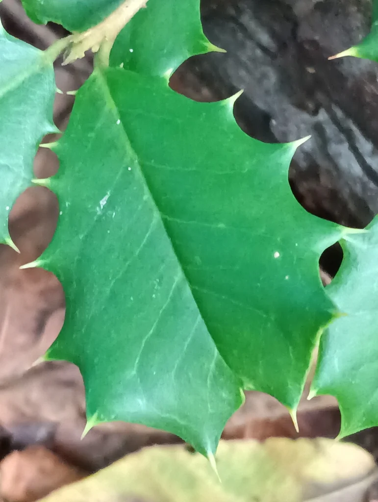 Ilex Opaca