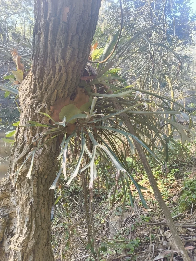 Platycerium bifurcatum