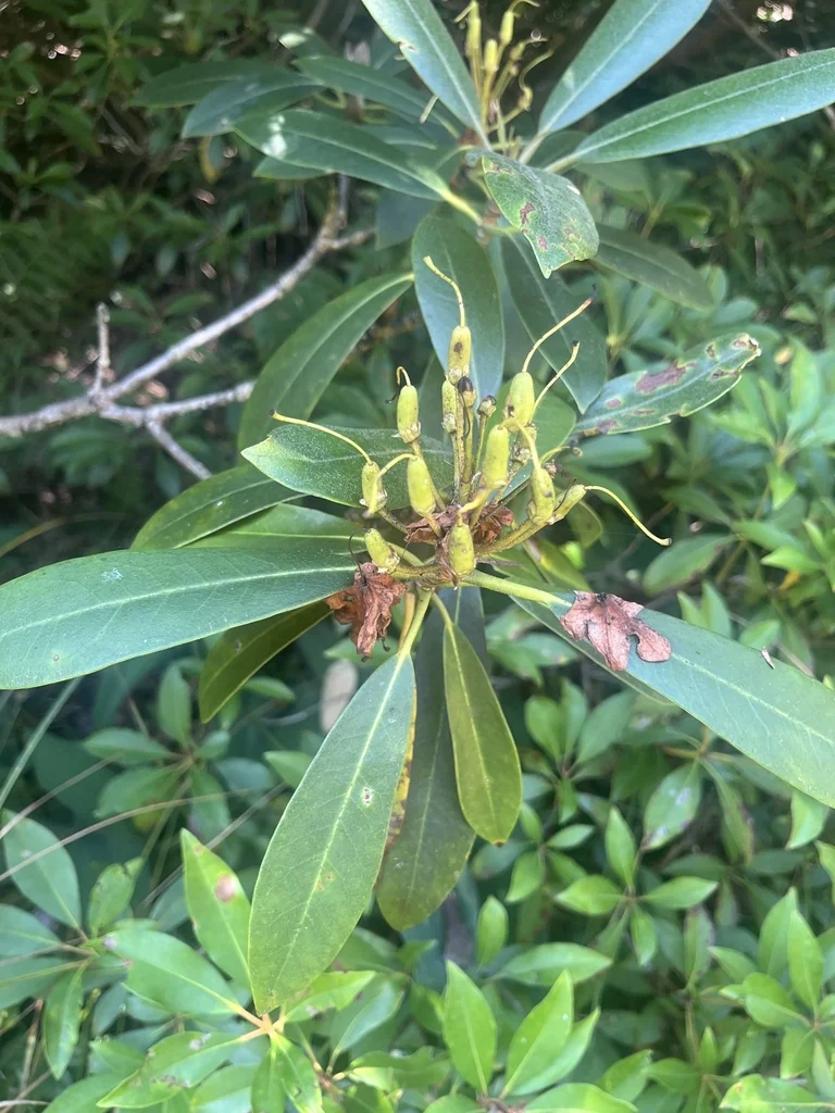 Rhododendron Maximum