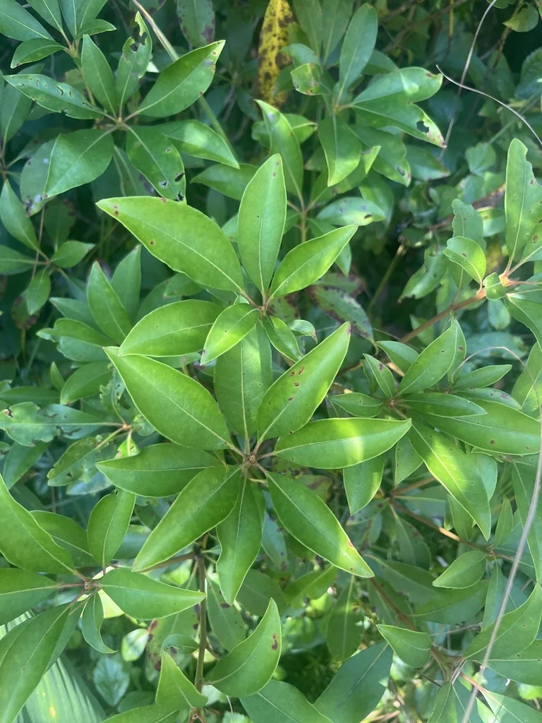 Kalmia Latifolia