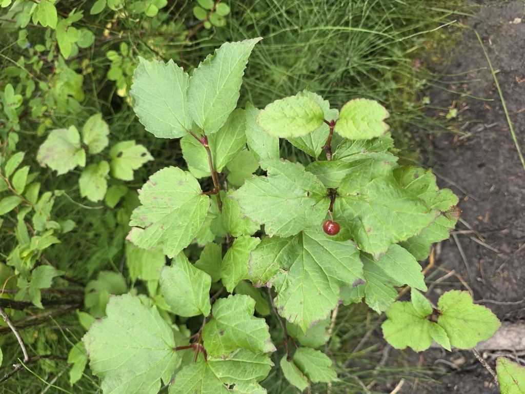 Viburnum Edule