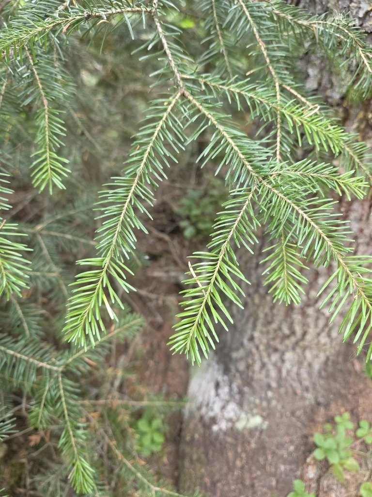 Abies Lasiocarpa