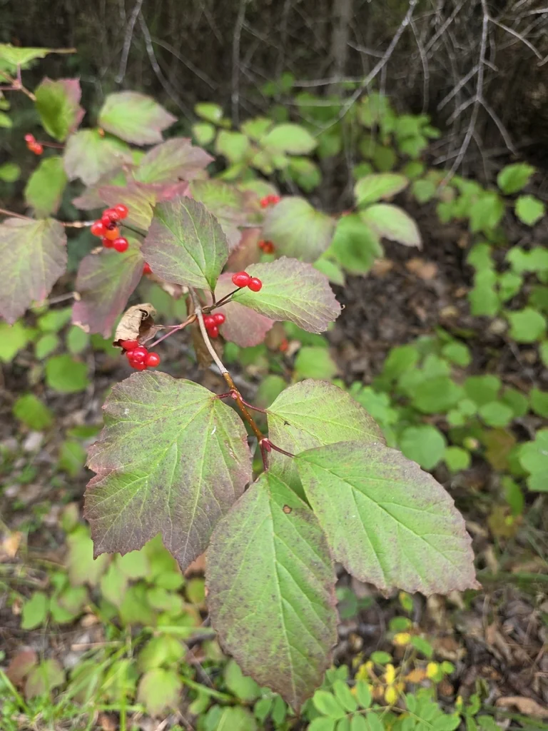 Viburnum Edule