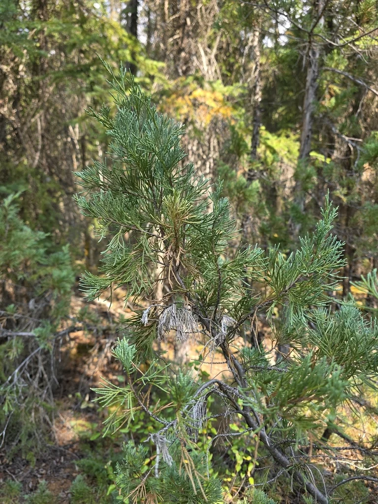 Juniperus Scopulorum