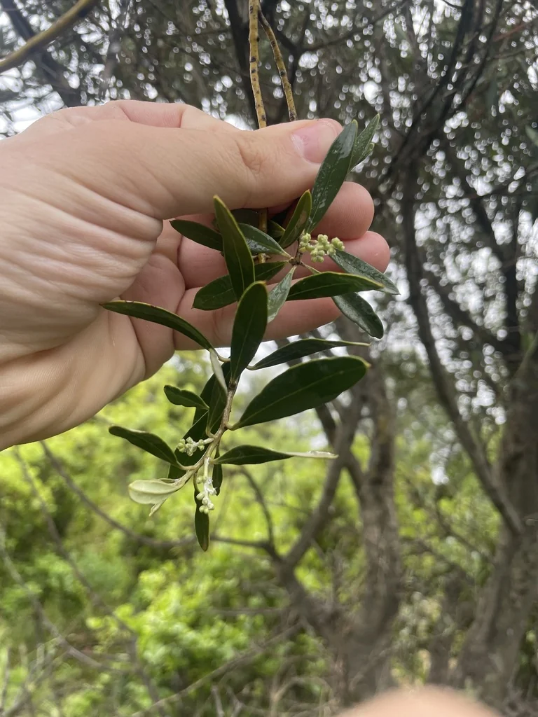 Olea Europaea