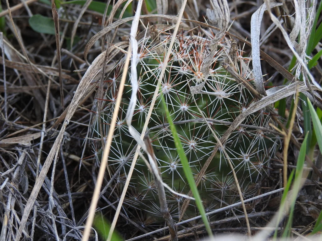 Escobaria Vivipara
