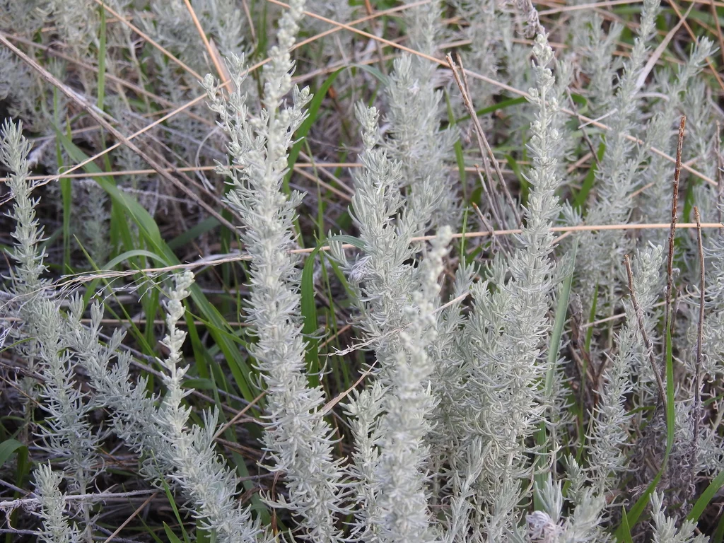 Krascheninnikovia Lanata