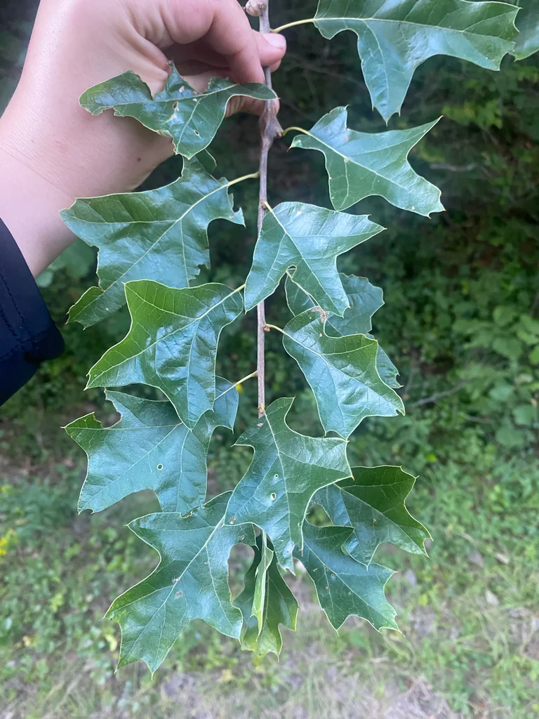 Quercus Ilicifolia