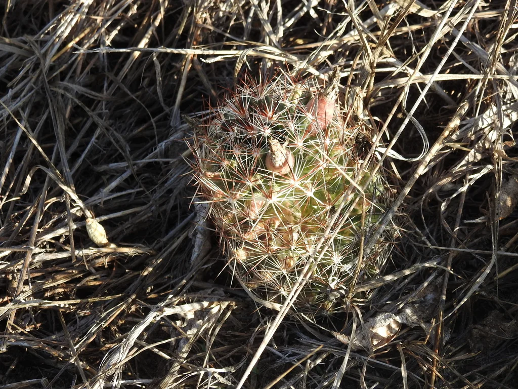 Escobaria Vivipara
