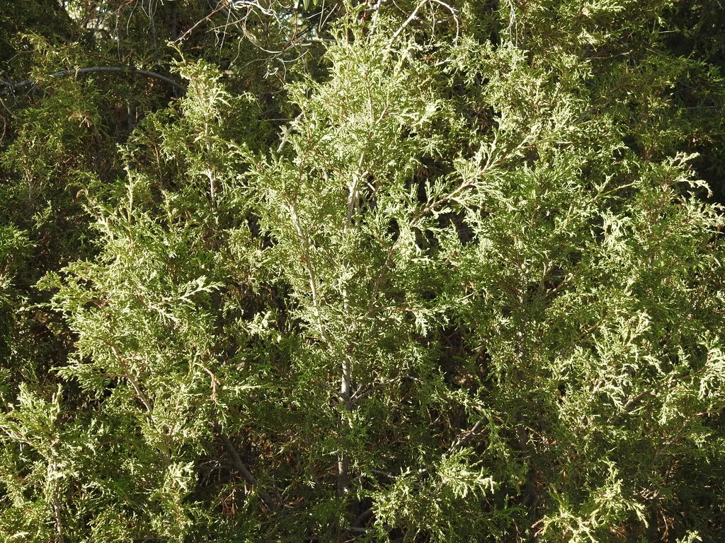 Juniperus Scopulorum