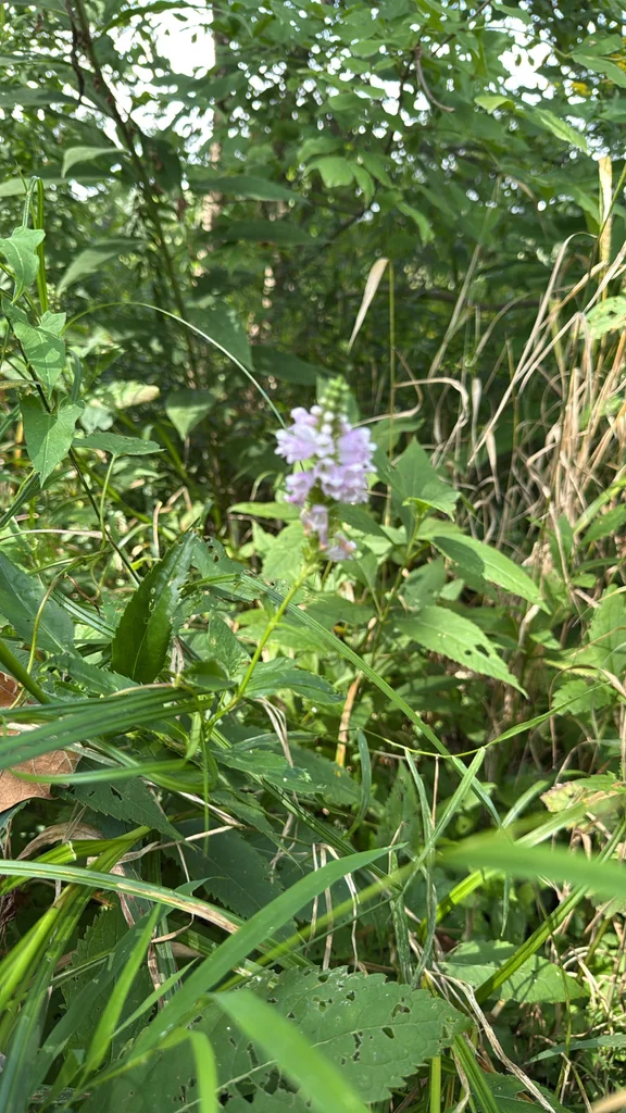 Physostegia Virginiana