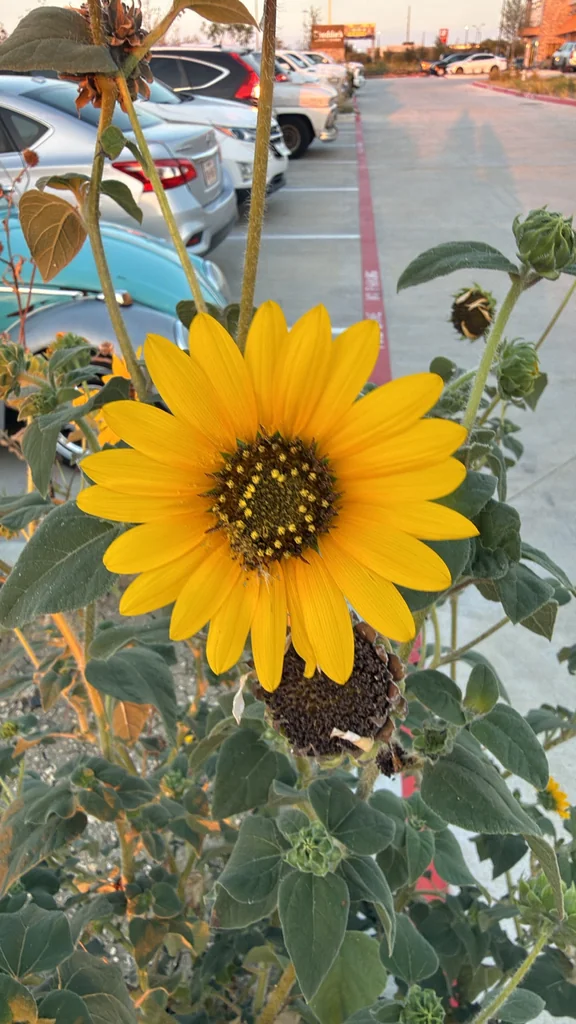 Helianthus Annuus