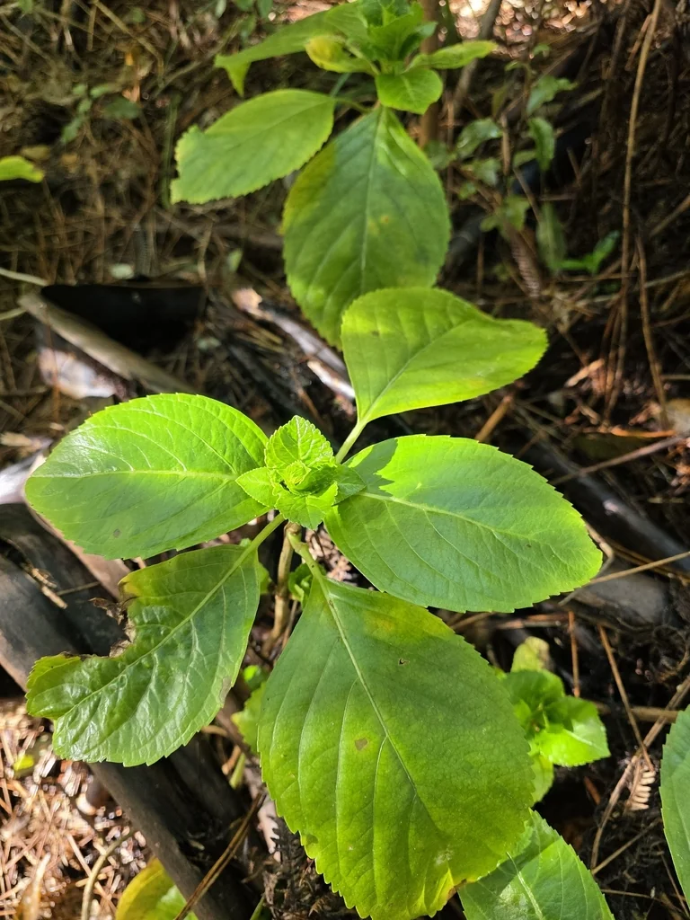 Hydrangea macrophylla