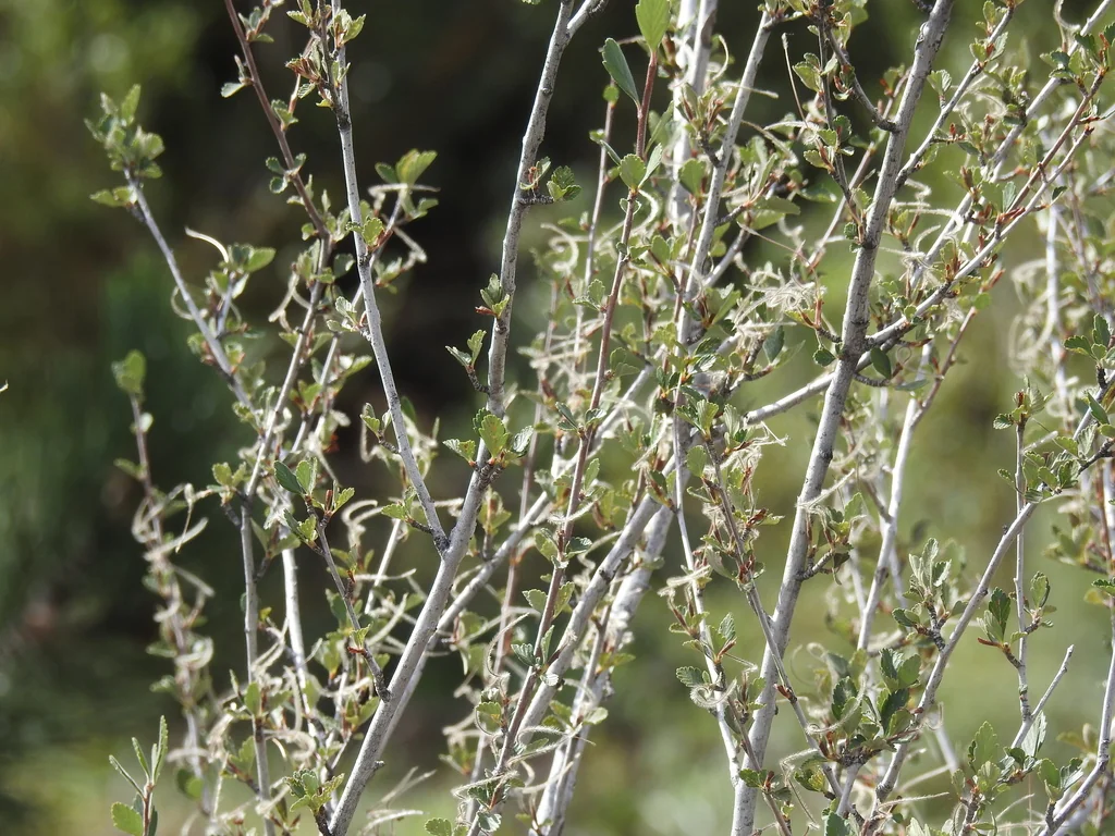 Cercocarpus Montanus