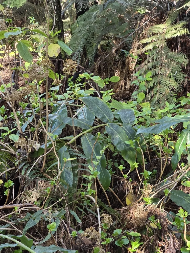 Hedychium Gardnerianum