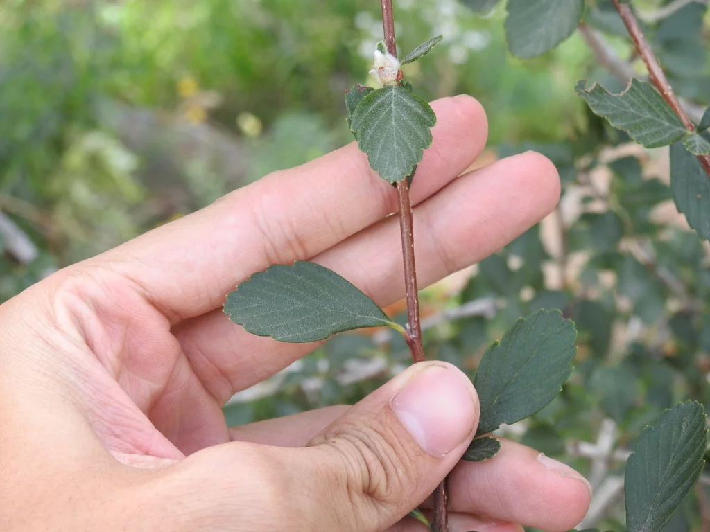 Cercocarpus Montanus