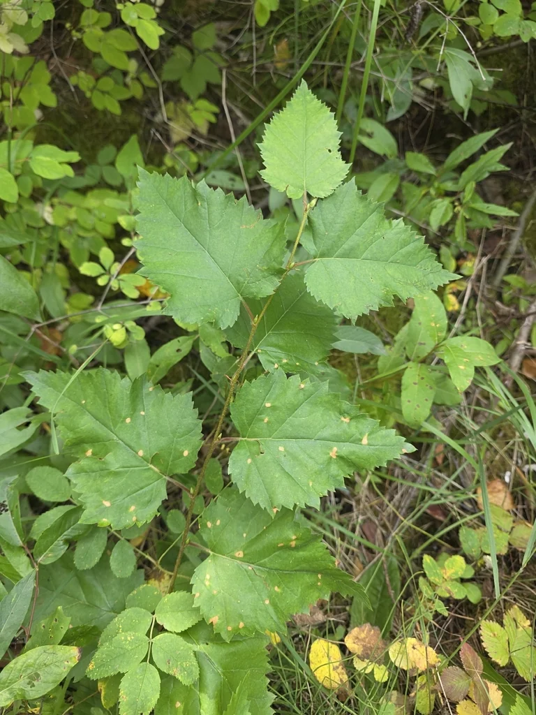 Betula Papyrifera
