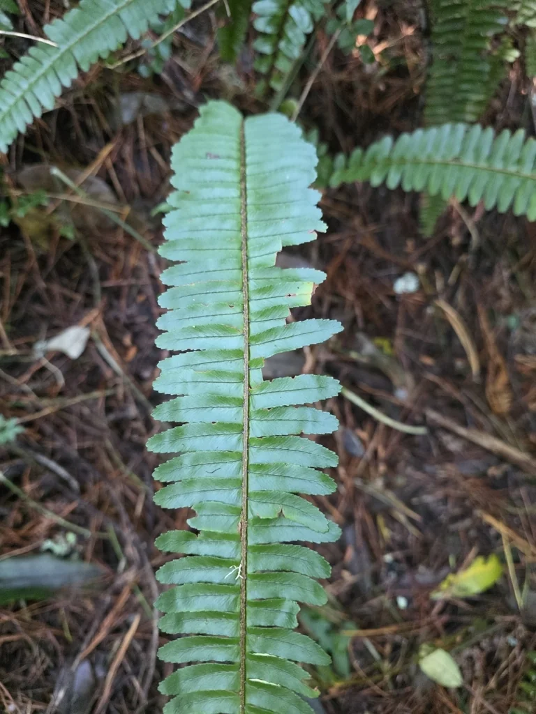 Nephrolepis cordifolia