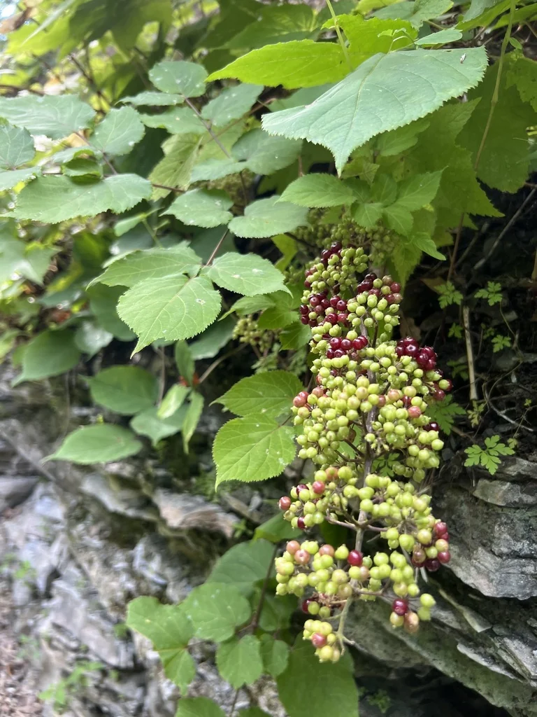 Aralia Racemosa