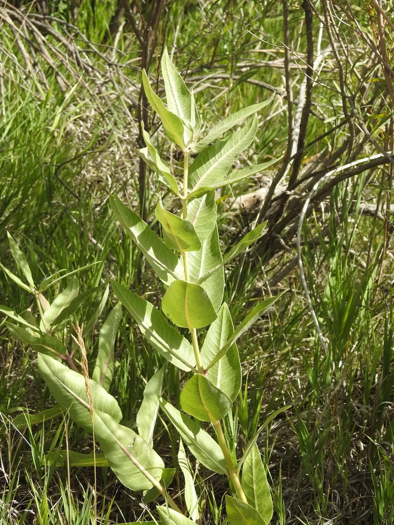 Asclepias Speciosa