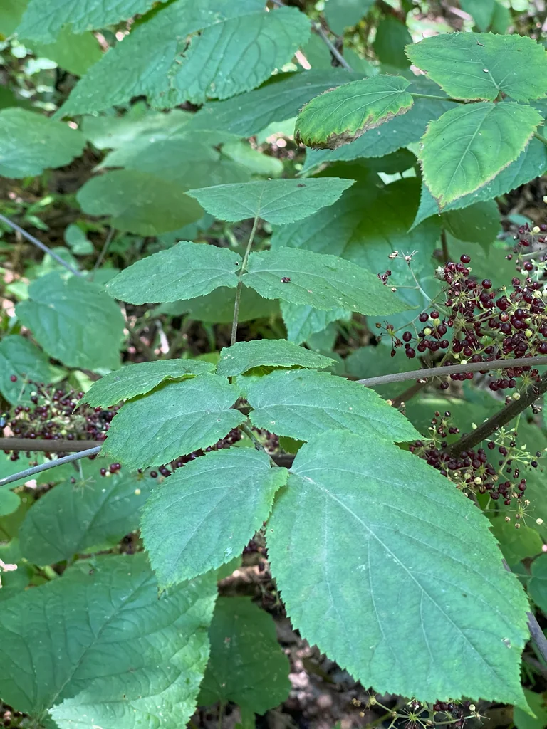 Aralia Racemosa