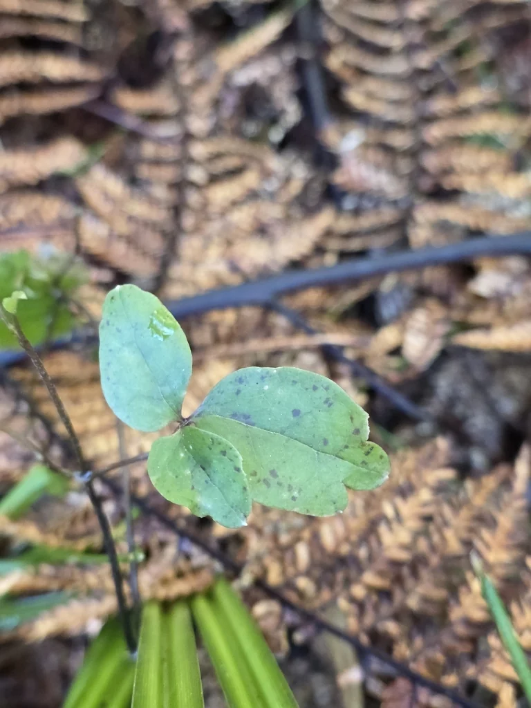 Clematis Paniculata