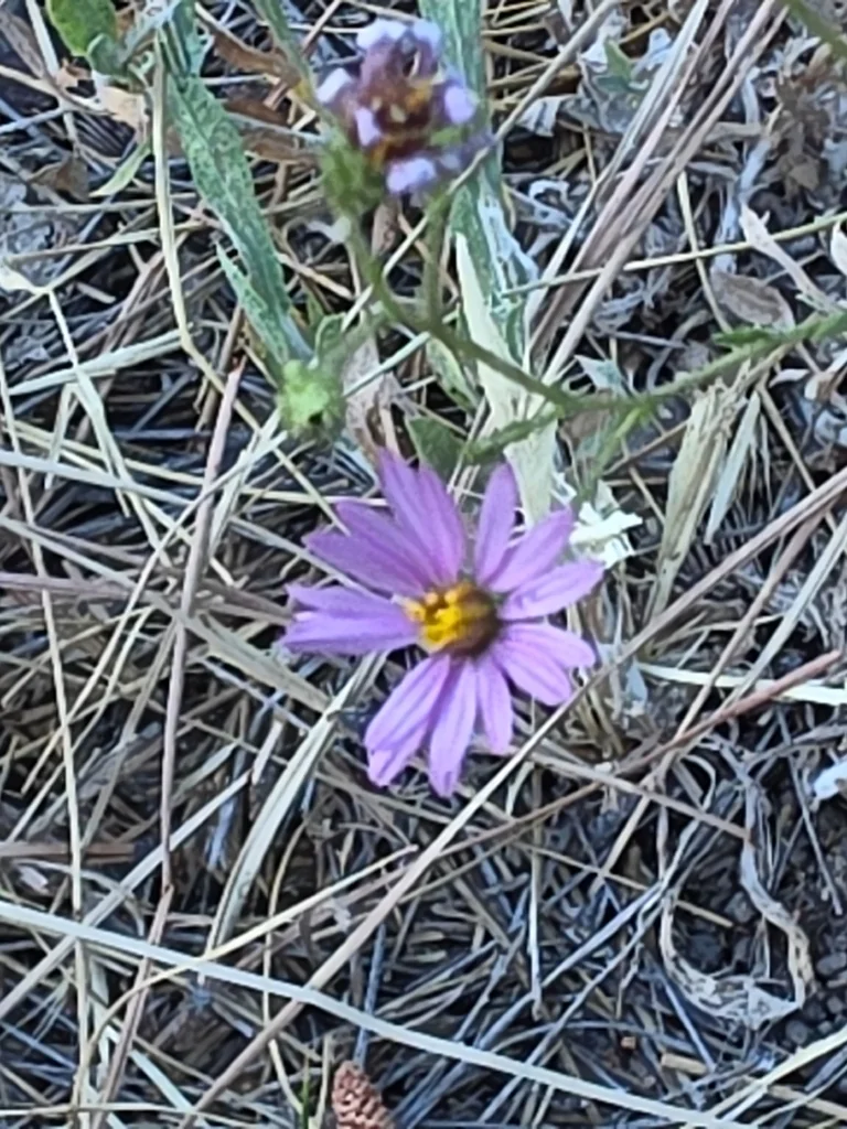 Lessingia Filaginifolia