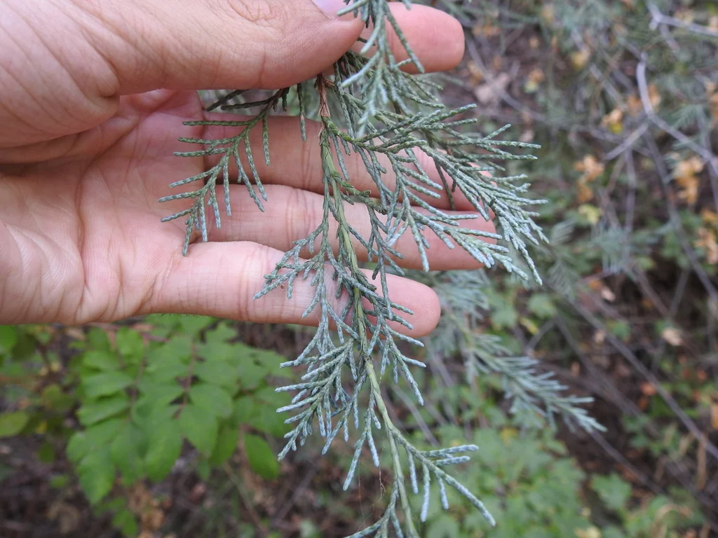 Juniperus Scopulorum