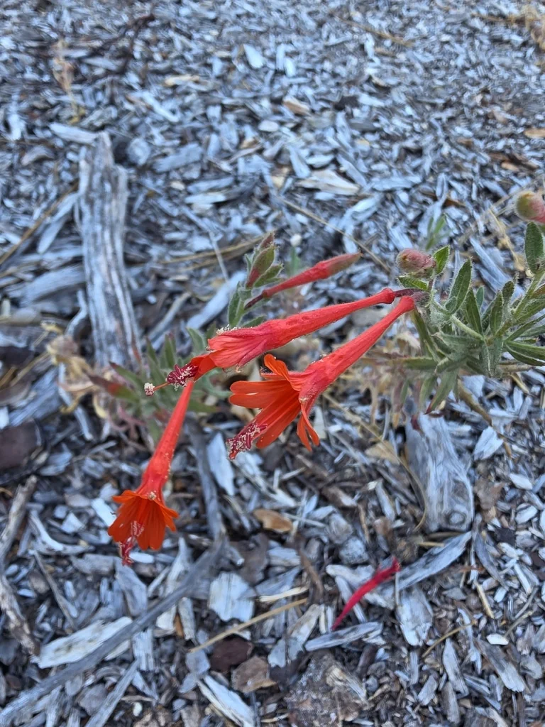 Zauschneria Californica