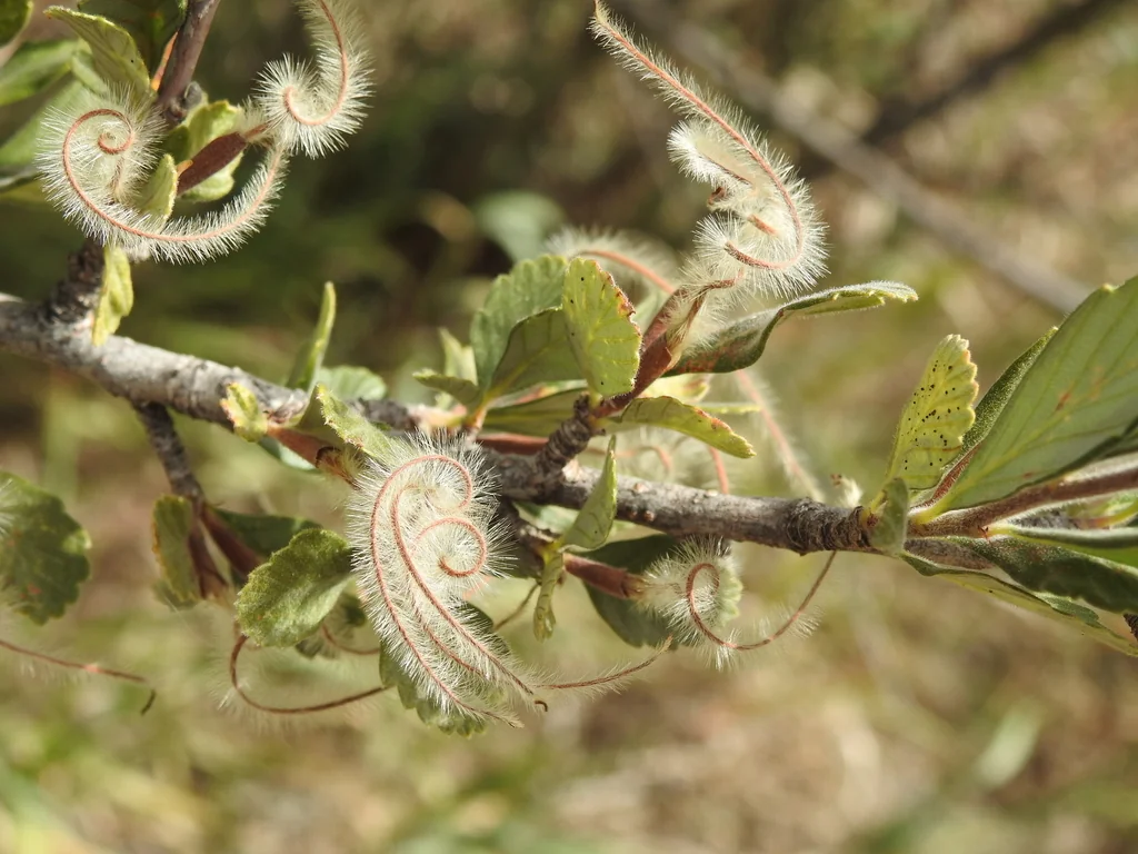 Cercocarpus Montanus