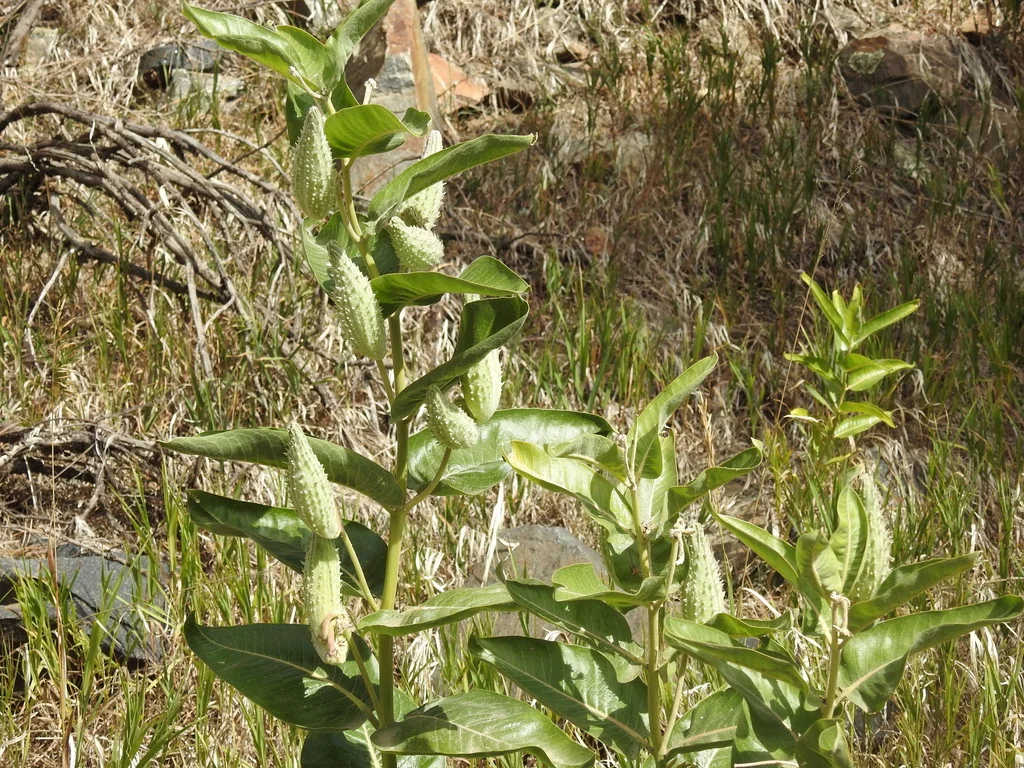 Asclepias Speciosa