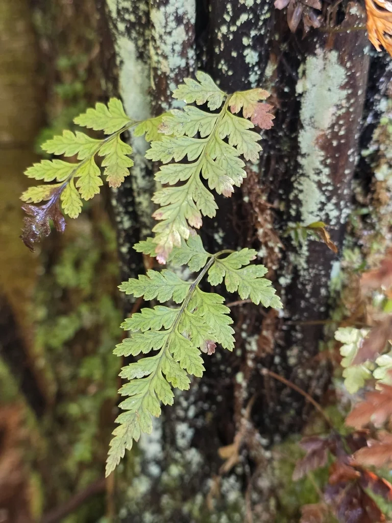 Rumohra Adiantiformis