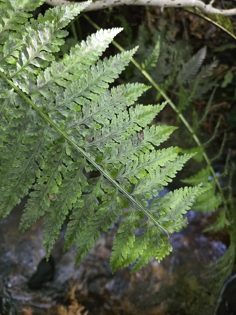Asplenium Bulbiferum