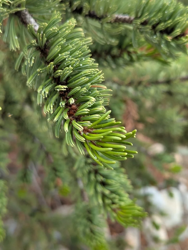 Pinus Aristata
