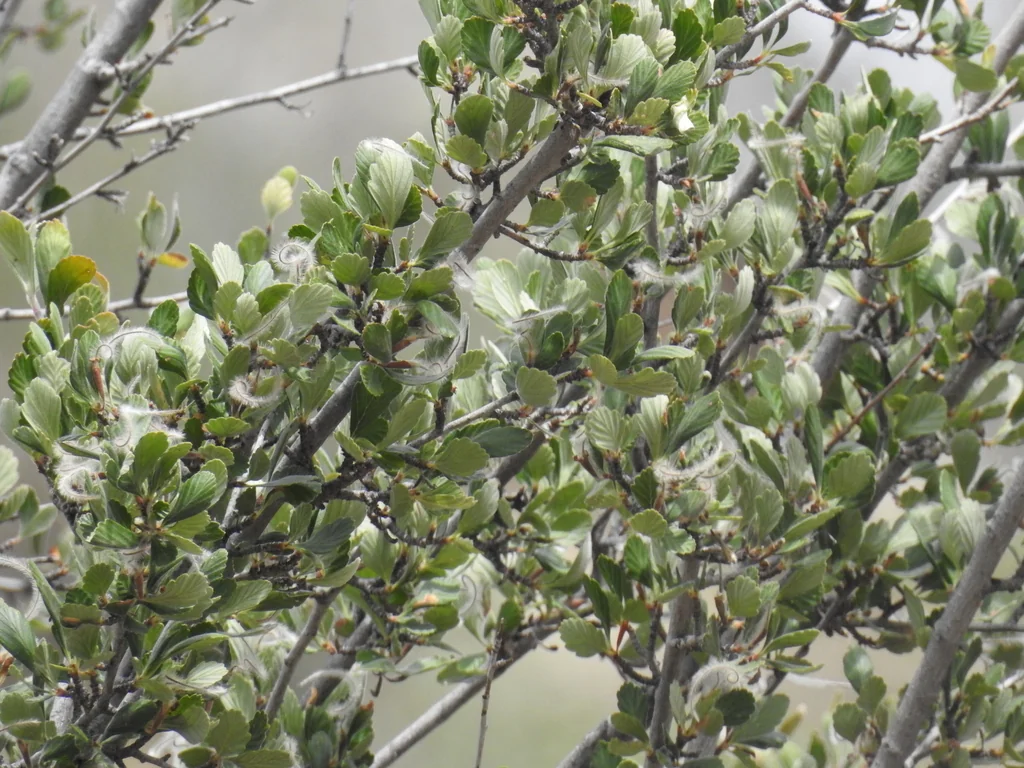 Cercocarpus Montanus