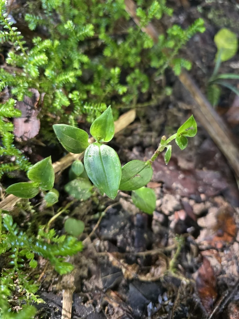 Tradescantia fluminensis