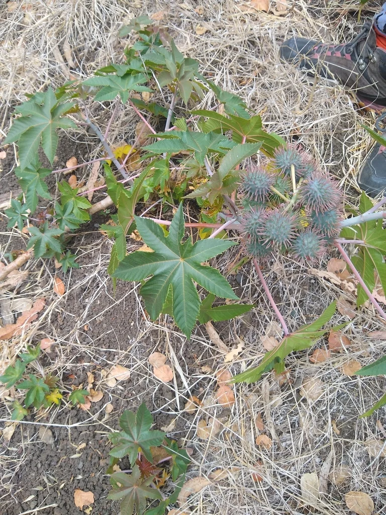 Ricinus Communis