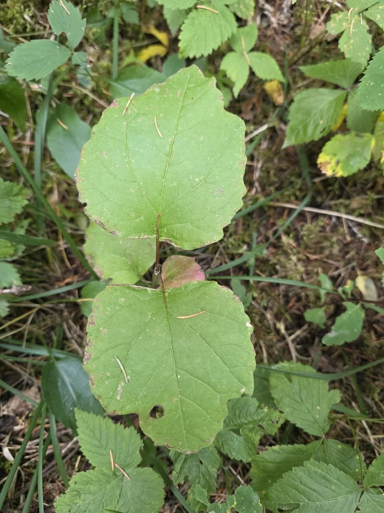 Viburnum Edule