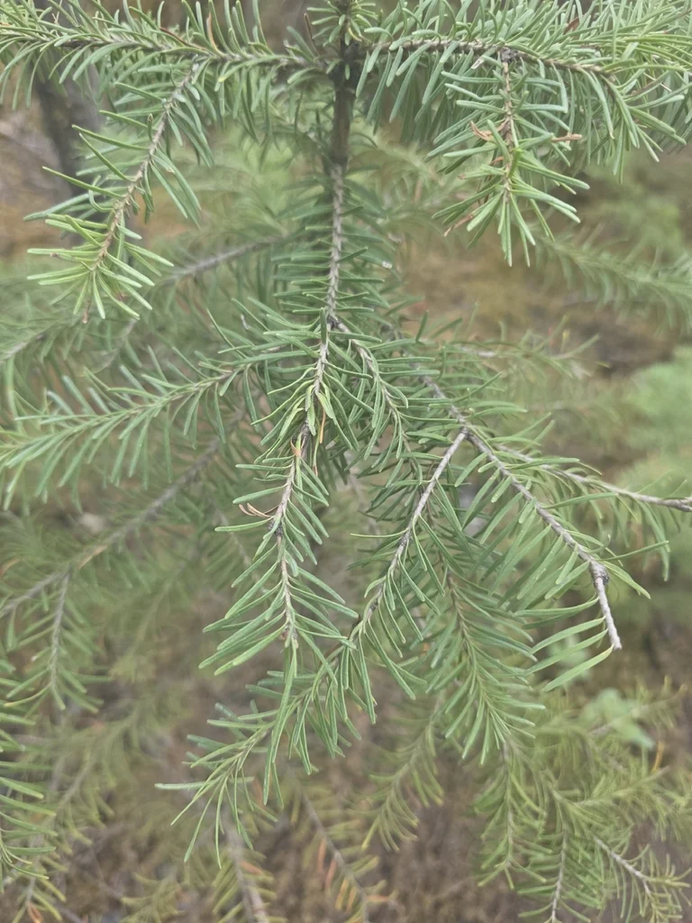 Abies Lasiocarpa
