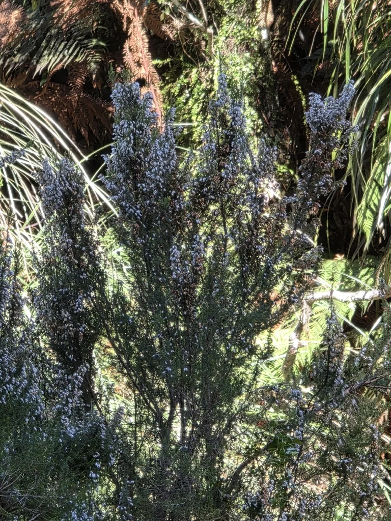 Erica Arborea