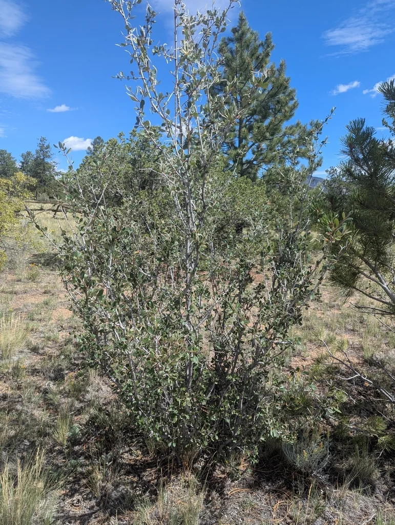 Cercocarpus Montanus